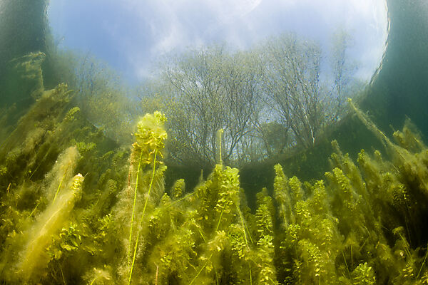 Wasserpflanzen in Weiher