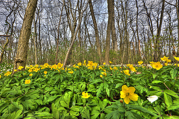Gelbe Windroeschen