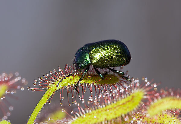 Leaf Beetle on Sundew