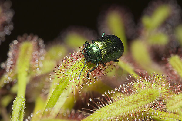 Leaf Beetle on Sundew