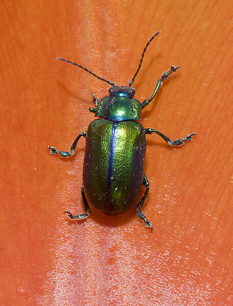 Leaf Beetle on red Tulip