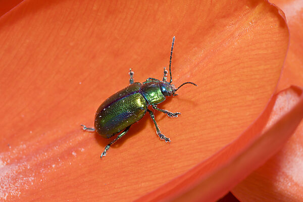 Leaf Beetle on red Tulip