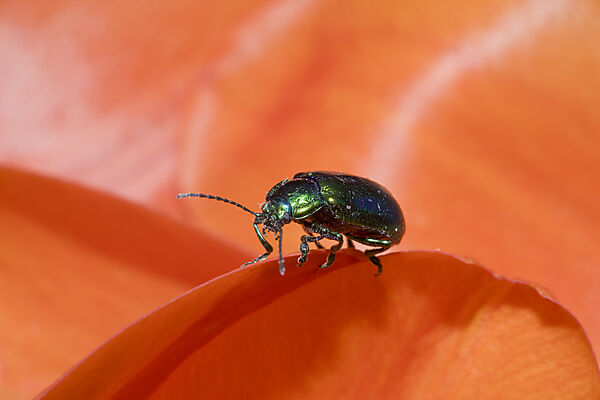 Leaf Beetle on red Tulip