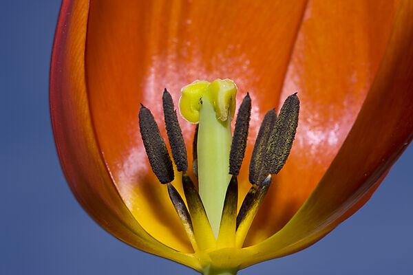 Profile of Red Tulip