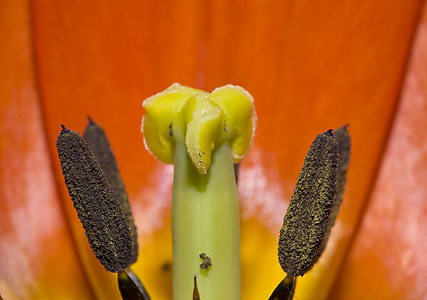 Profile of Red Tulip