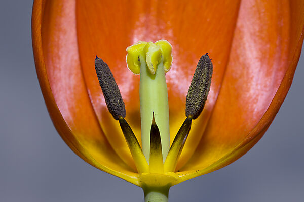 Profile of Red Tulip