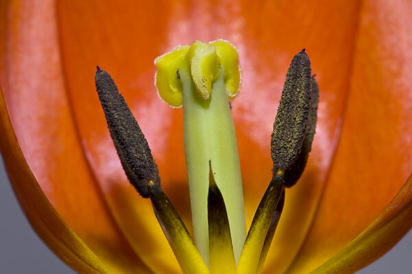 Profile of Red Tulip