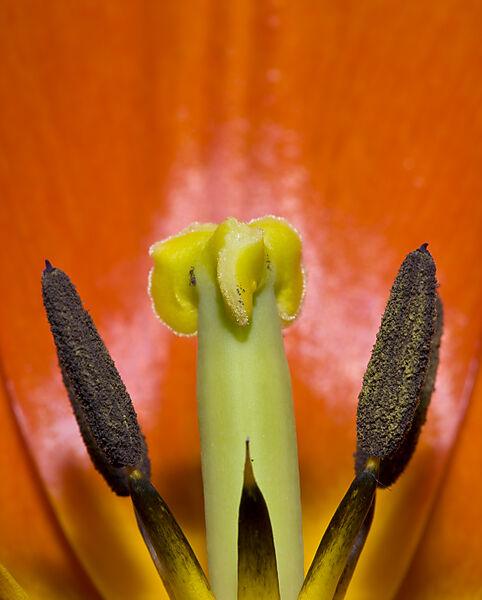 Profile of Red Tulip