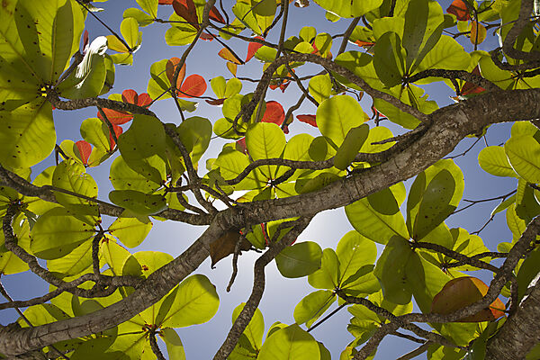 Baum am Strand von Bikini