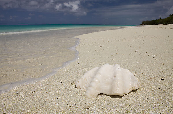Shell at Bikini Beach