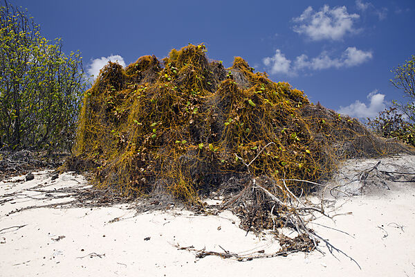 Pflanzenbewuchs am Strand von Bikini