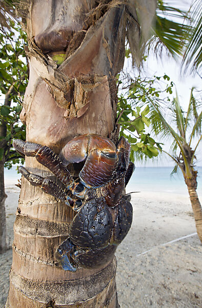 Kokosnuss-Krabbe, Palmendieb auf Palme