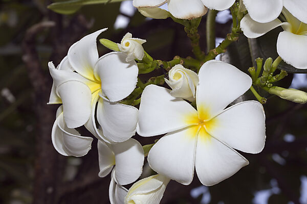 Blueten der des Frangipani Baumes
