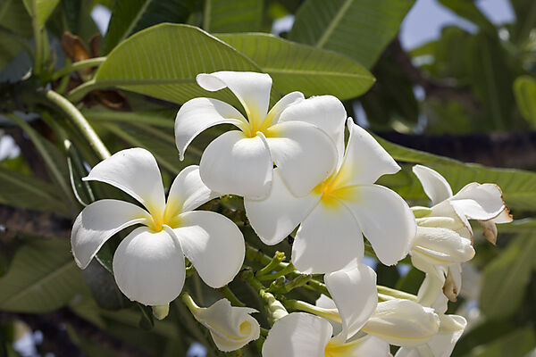 Blueten der des Frangipani Baumes