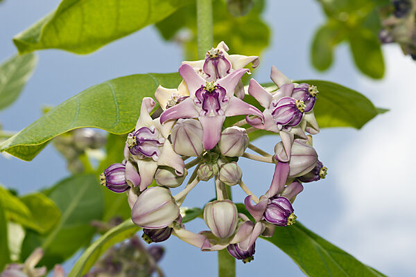 Blueten einer Orchidee
