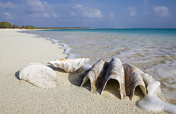 Shells at Bikini Beach
