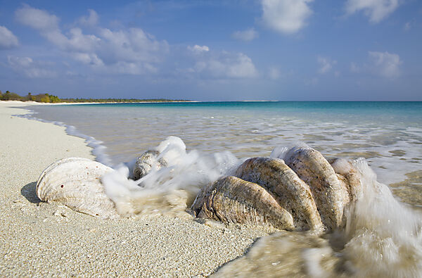 Shells at Bikini Beach