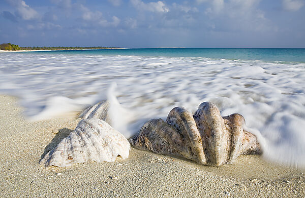 Shells at Bikini Beach