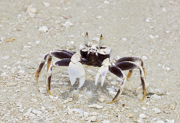 Strandkrabbe auf Bikini
