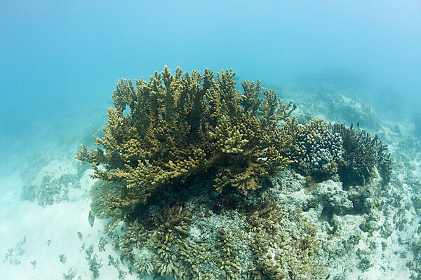 Corals in Bikini Lagoon