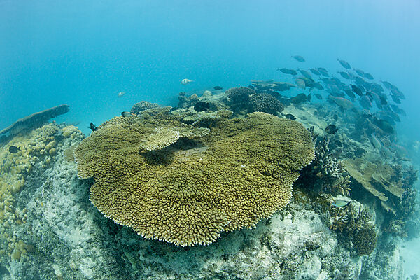 Corals in Bikini Lagoon
