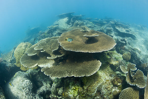 Pristine Table Corals in Bikini Lagoon