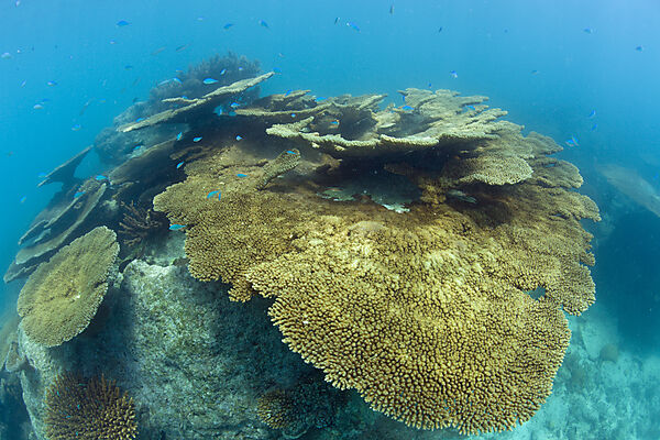 Pristine Table Corals in Bikini Lagoon