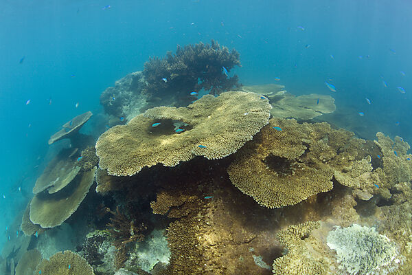Pristine Table Corals in Bikini Lagoon