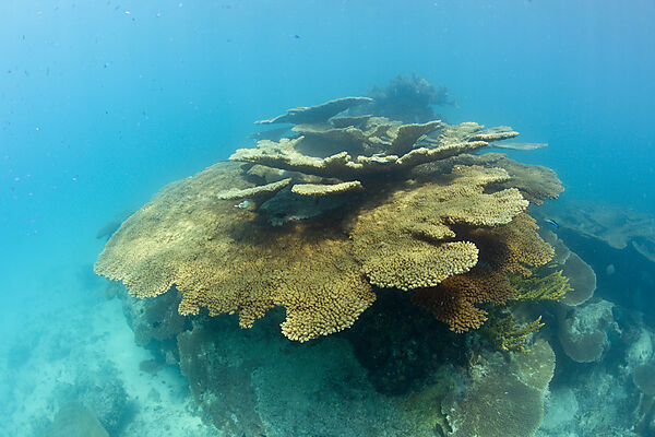 Pristine Table Corals in Bikini Lagoon