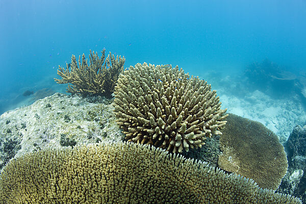 Corals in Bikini Lagoon