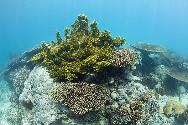 Corals in Bikini Lagoon