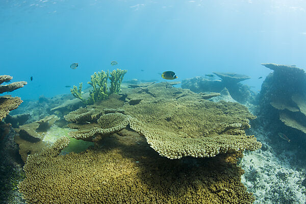 Corals in Bikini Lagoon