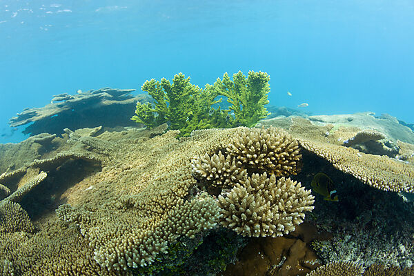 Corals in Bikini Lagoon