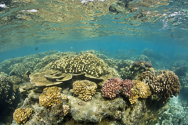 Corals in Bikini Lagoon