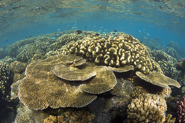 Pristine Corals in Bikini Lagoon