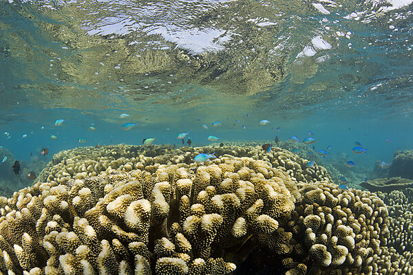 Pristine Corals in Bikini Lagoon