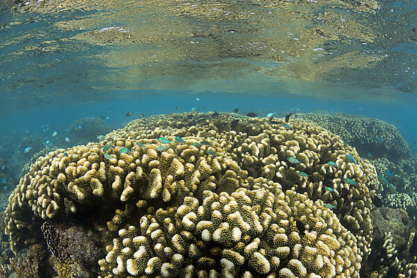 Corals in Bikini Lagoon