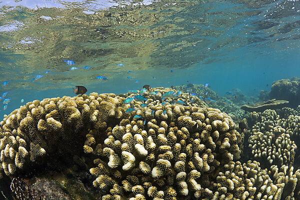 Corals in Bikini Lagoon