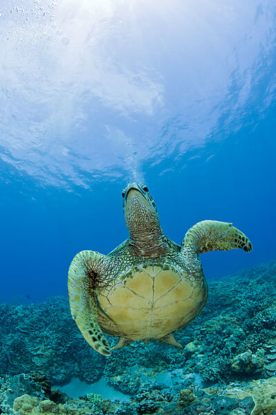 Green Turtle