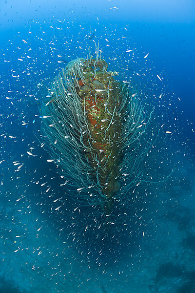Bug des Zerstoerers USS Lamson
