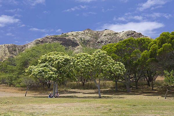 Vegetation am Diamond Head Vulkankrater