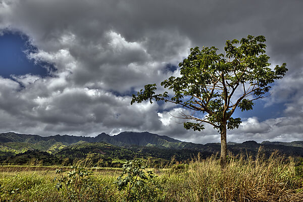 Landschaft bei Haleiwa