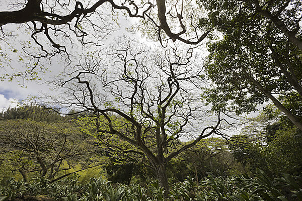 Botanischer Garten Waimea Valley