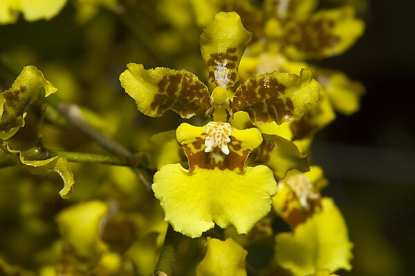 Orchidee im Botanischen Garten Waimea Valley