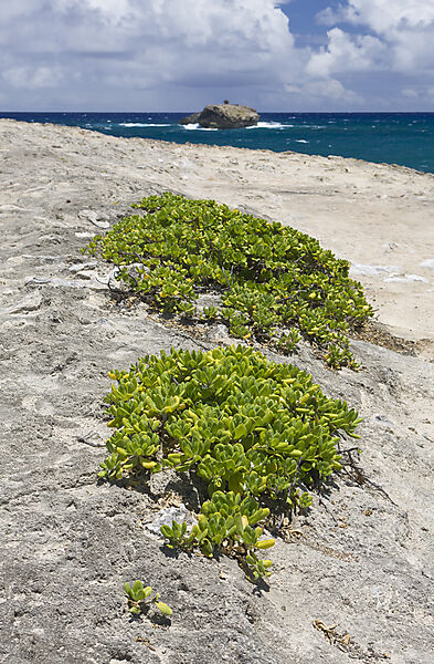 Rocks at Kahuku Makahoa Point