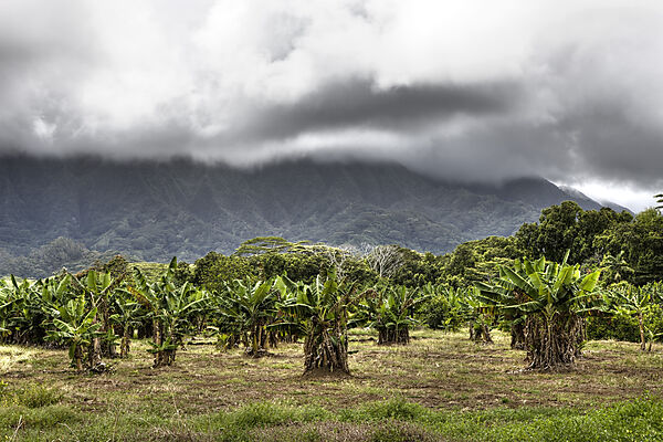 Landschaft der Kualoa Ranch