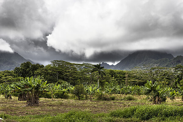 Landschaft der Kualoa Ranch