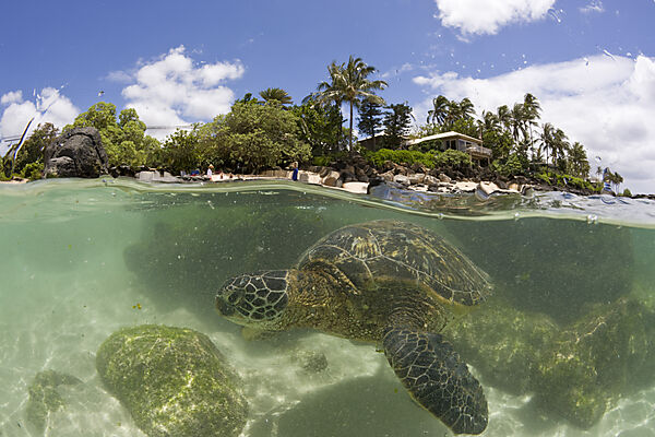 Green Turtle at Haleiwa Beach Park
