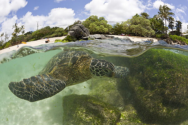 Green Turtle at Haleiwa Beach Park