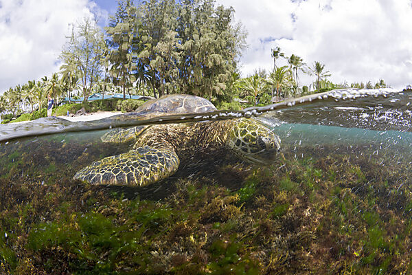 Green Turtle feeding Algas